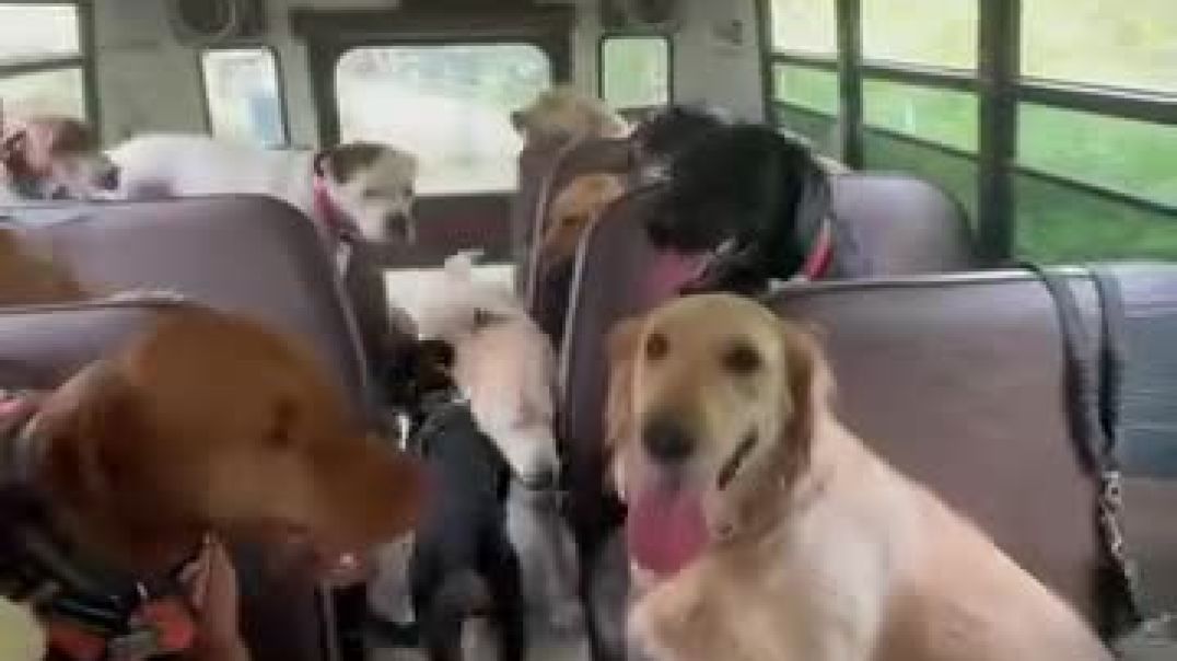 Dogs on a Bus